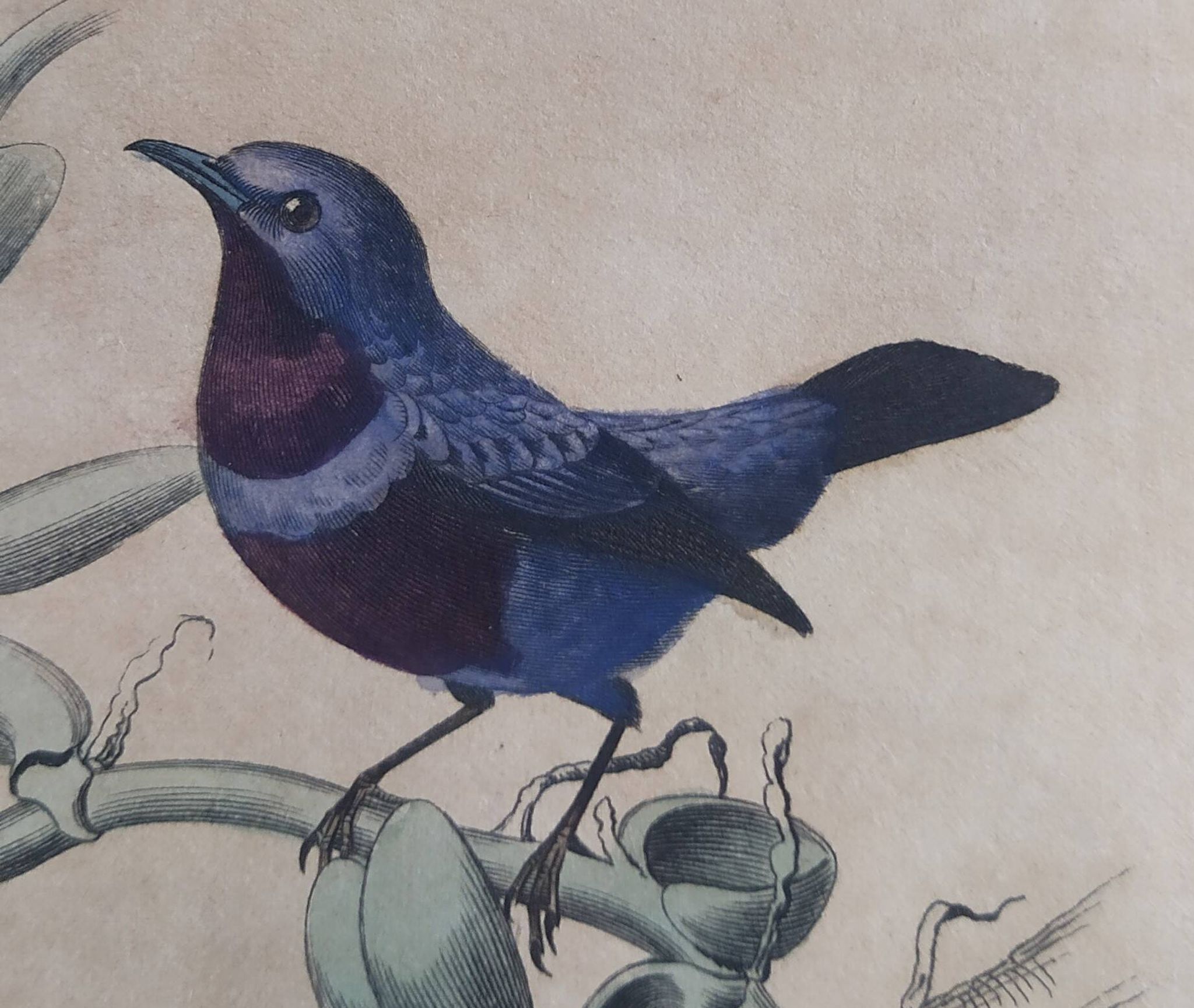 Planche Ornithologique Buffon 1838 "Coq de Roche, Ouette & Cordon Bleu"