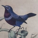 Ornithological Plate Buffon 1838 "Rooster of Rock, Goose & Cordon Bleu"