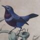 Ornithological Plate Buffon 1838 "Cock of the Rock, Goose & Blue Cordon"