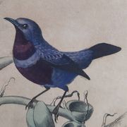 Planche Ornithologique Buffon 1838 "Coq de Roche, Ouette & Cordon Bleu"