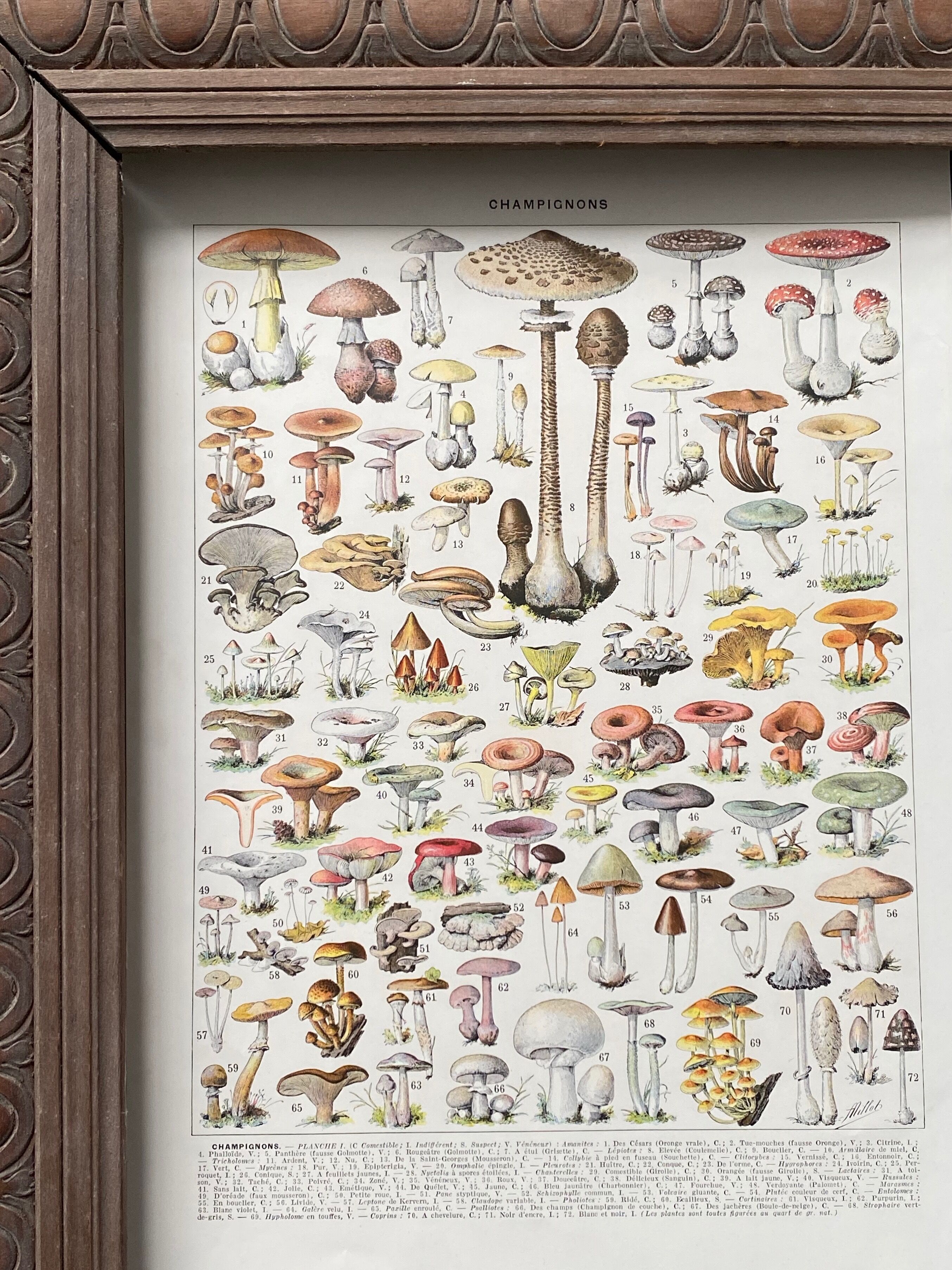 Old illustration Millot "Mushrooms"