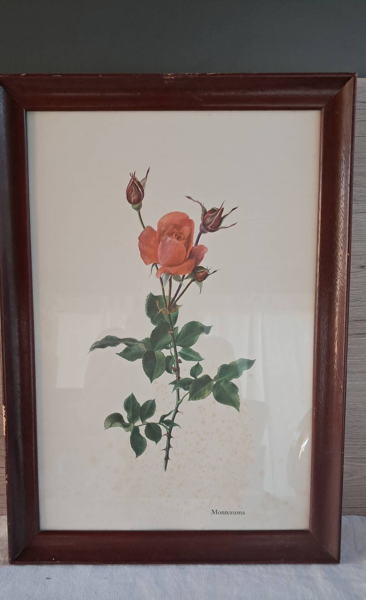 Framed botanical print — Montezuma Rose by Lotte Günthart, 1976
