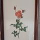 Framed botanical print — Montezuma Rose by Lotte Günthart, 1976