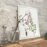 Botanical plank the Henné