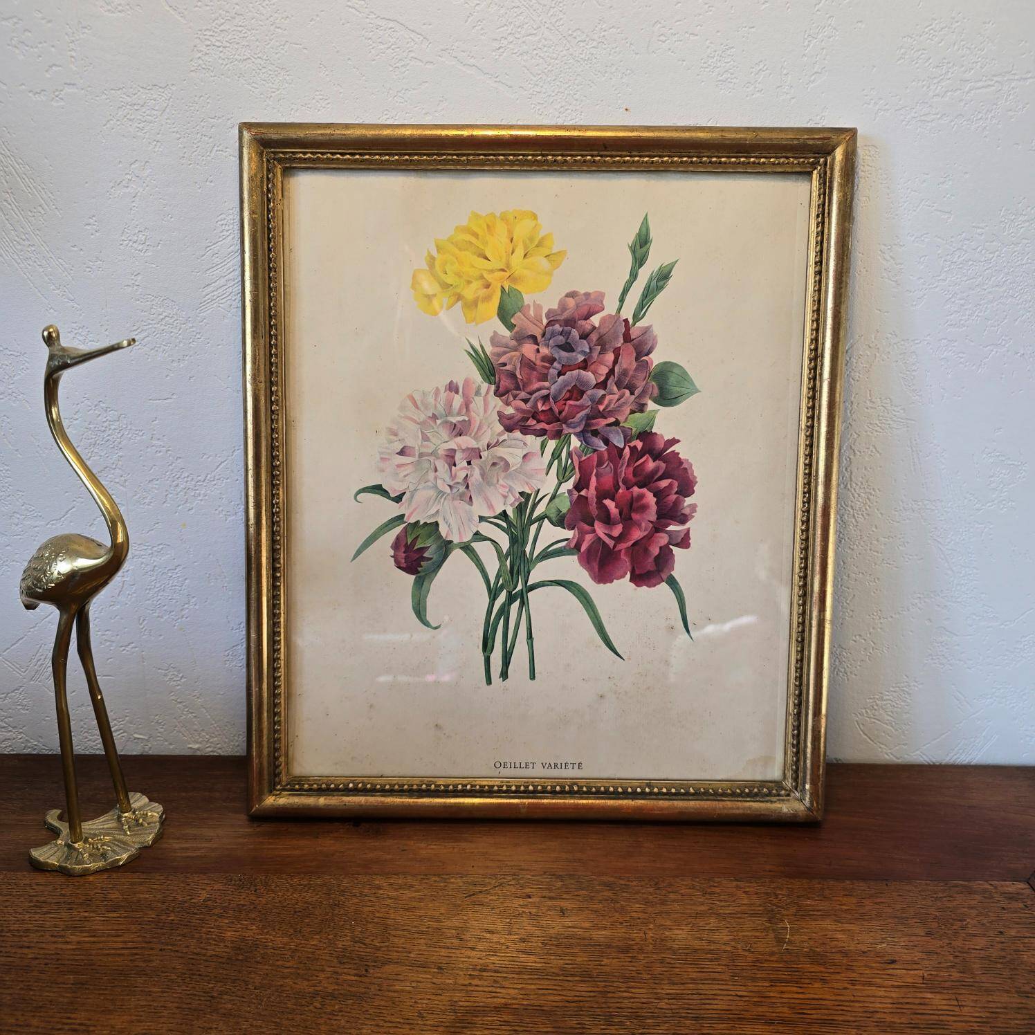 Antique botanical frame – “Carnation Variety” – Gilded wood