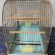 Vintage birdcage