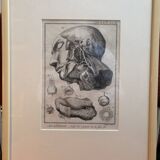 Old Print Engraving 19th Century Framed Anatomy Artery Face Bernard Dixerit