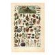 Antique engraving 1923 - Molluscs and sea animals - Beach, sea, ocean