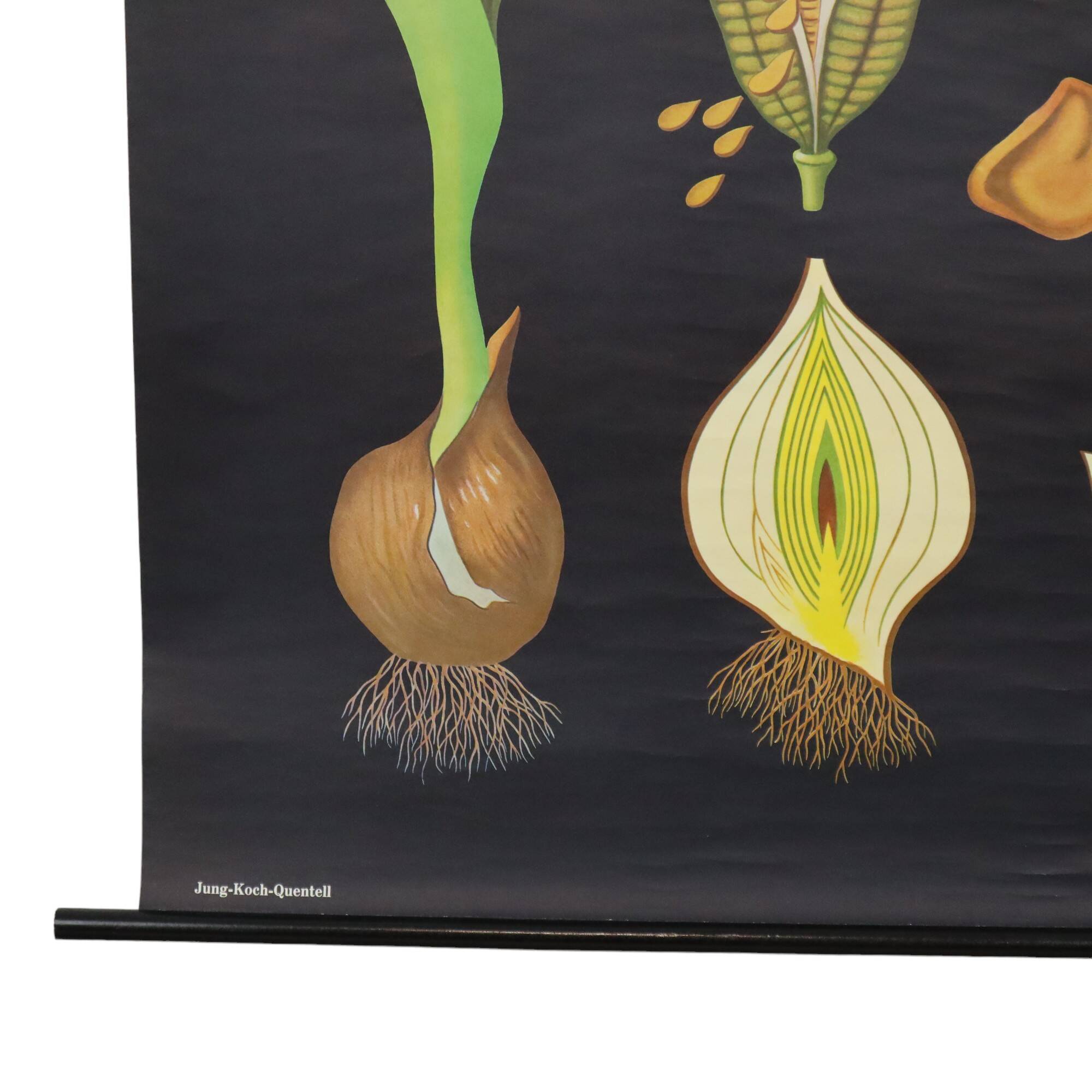 Large Vintage School Card Tulip Flowers Jung Koch Quentell 117cm