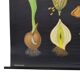 Grande carte scolaire vintage Fleurs de tulipes Jung Koch Quentell 117 cm