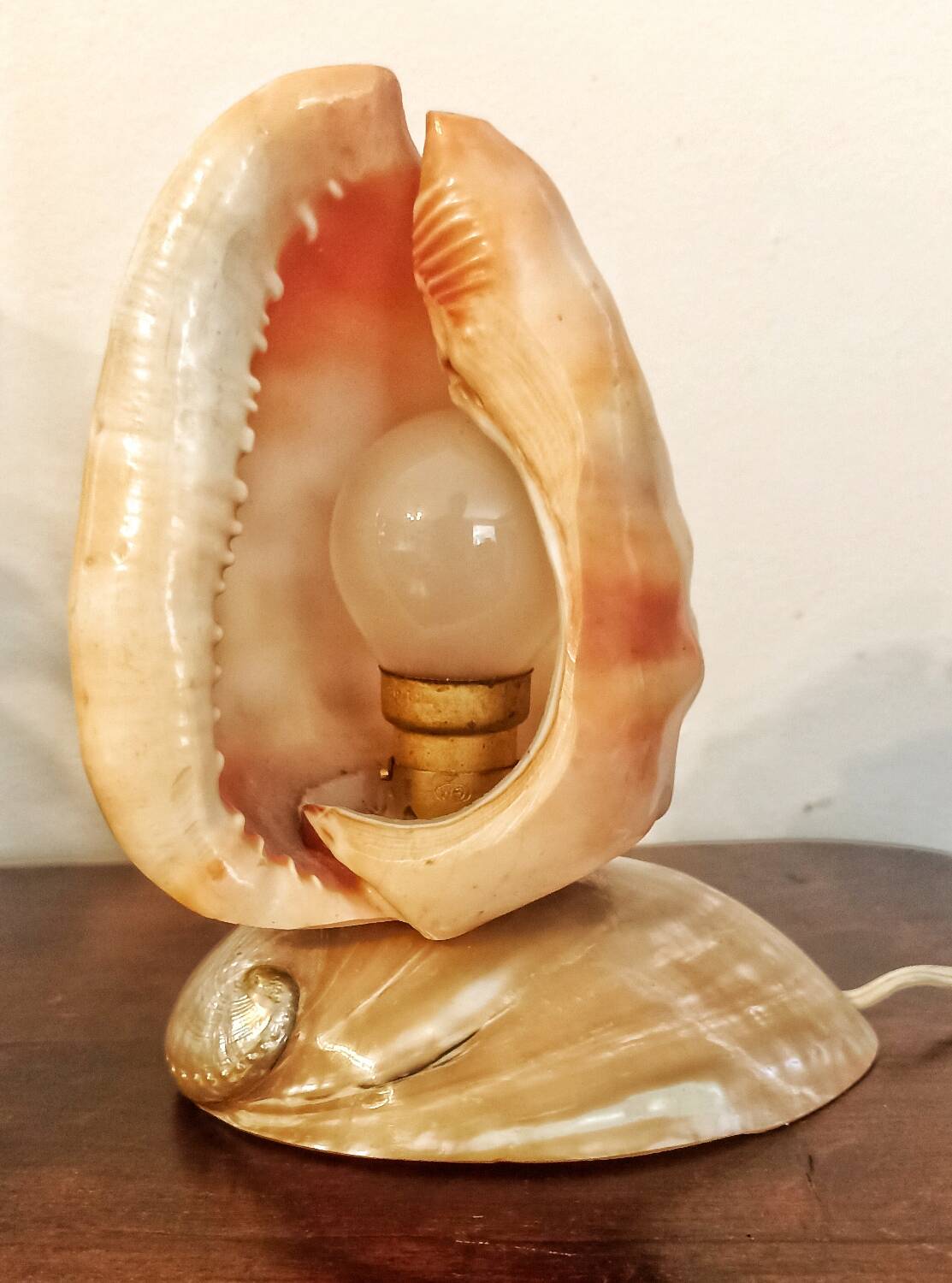 Shell lamp