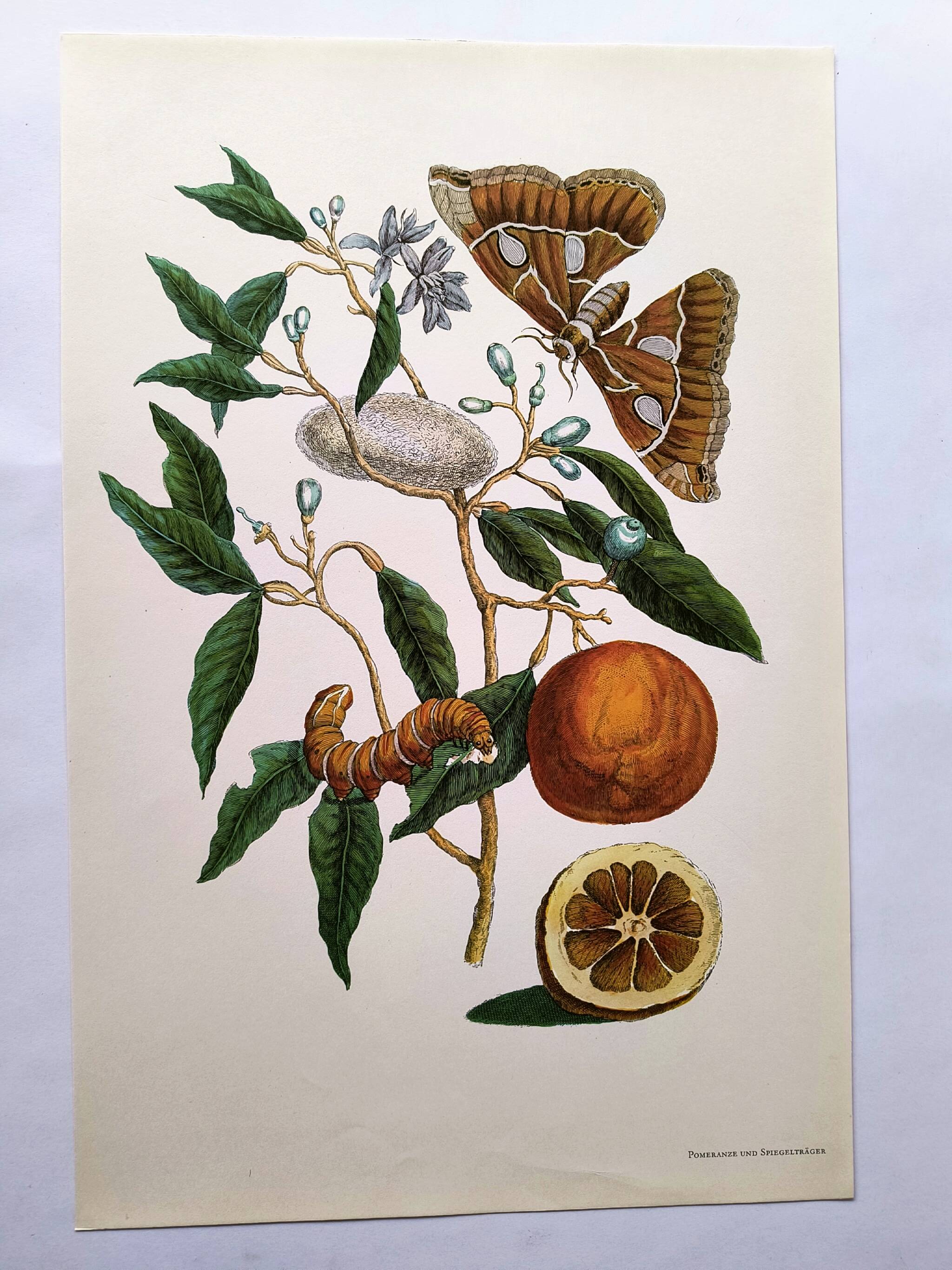 Vintage illustration Bitter orange tree and Atlas butterfly by Merian
