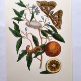 Vintage illustration Bitter orange tree and Atlas butterfly by Merian