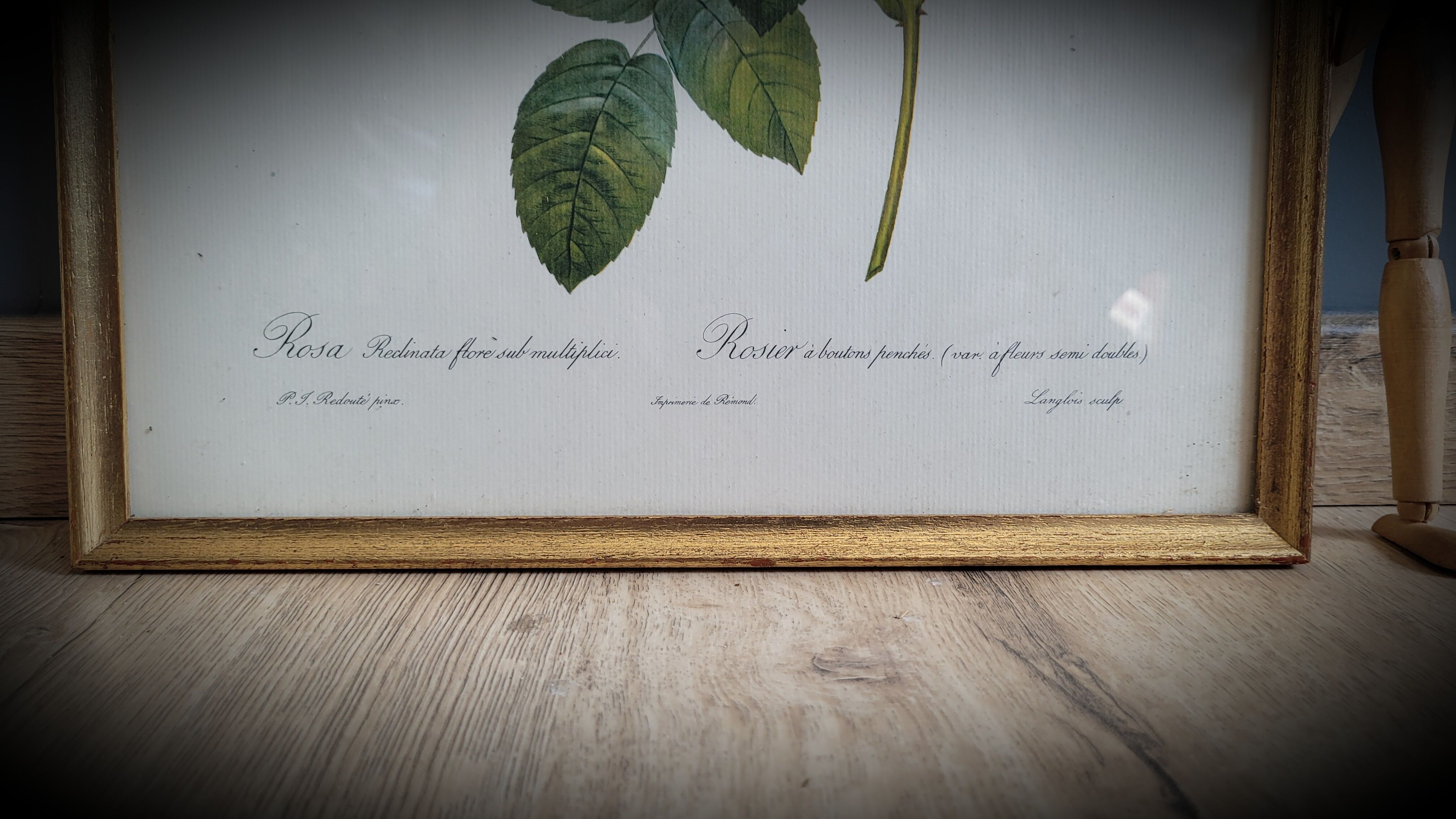 Litho rose leaning buds 30