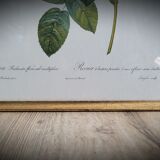 Litho rose leaning buds 30