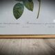 Litho rose leaning buds 30