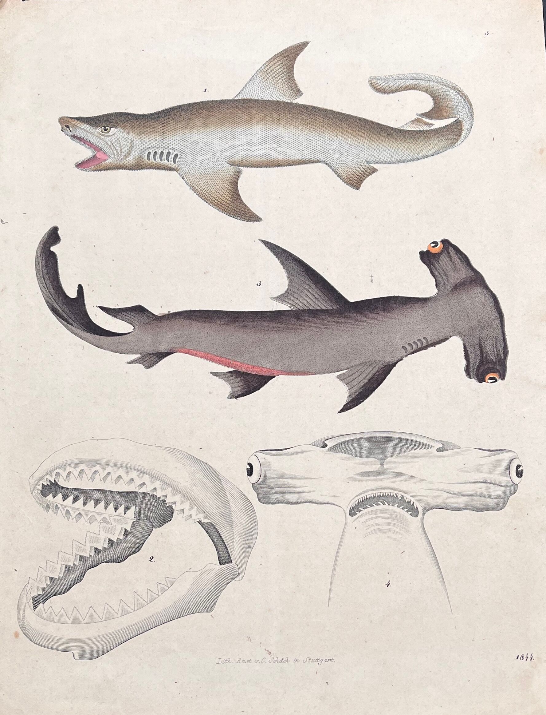 Affiche lithographie requins