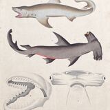 Poster (lithograph) sharks