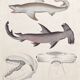 Affiche lithographie requins