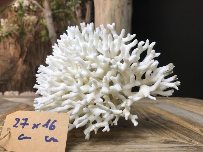 Coral nest