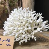 Coral nest