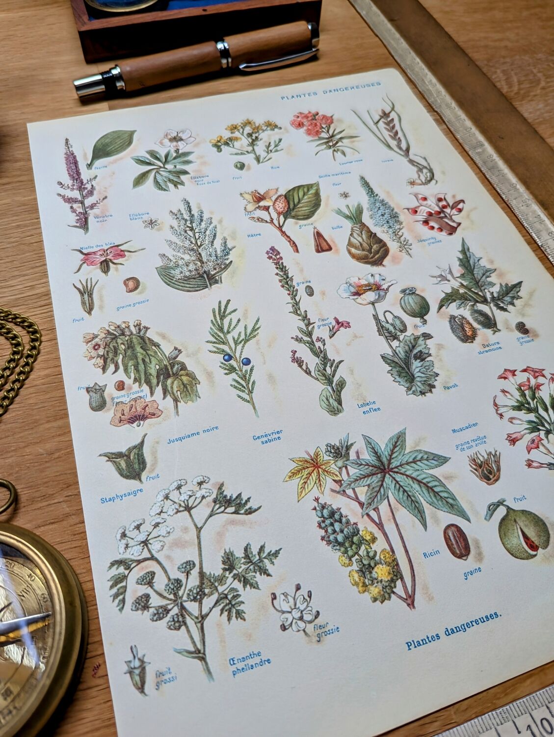 Printed in 1954, Dangerous Plants.