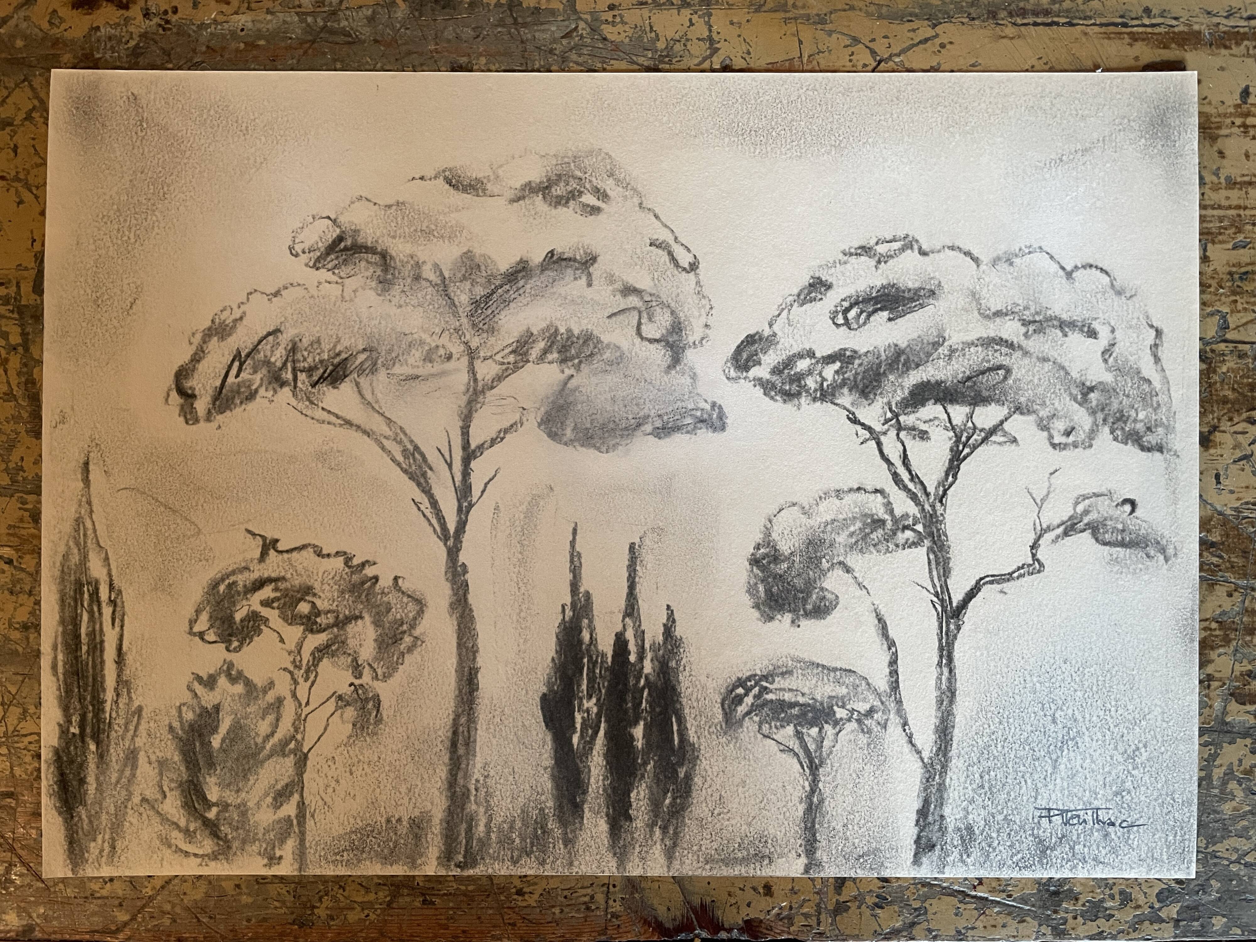 Charcoal painting signed “landscape of Provence” umbrella pines