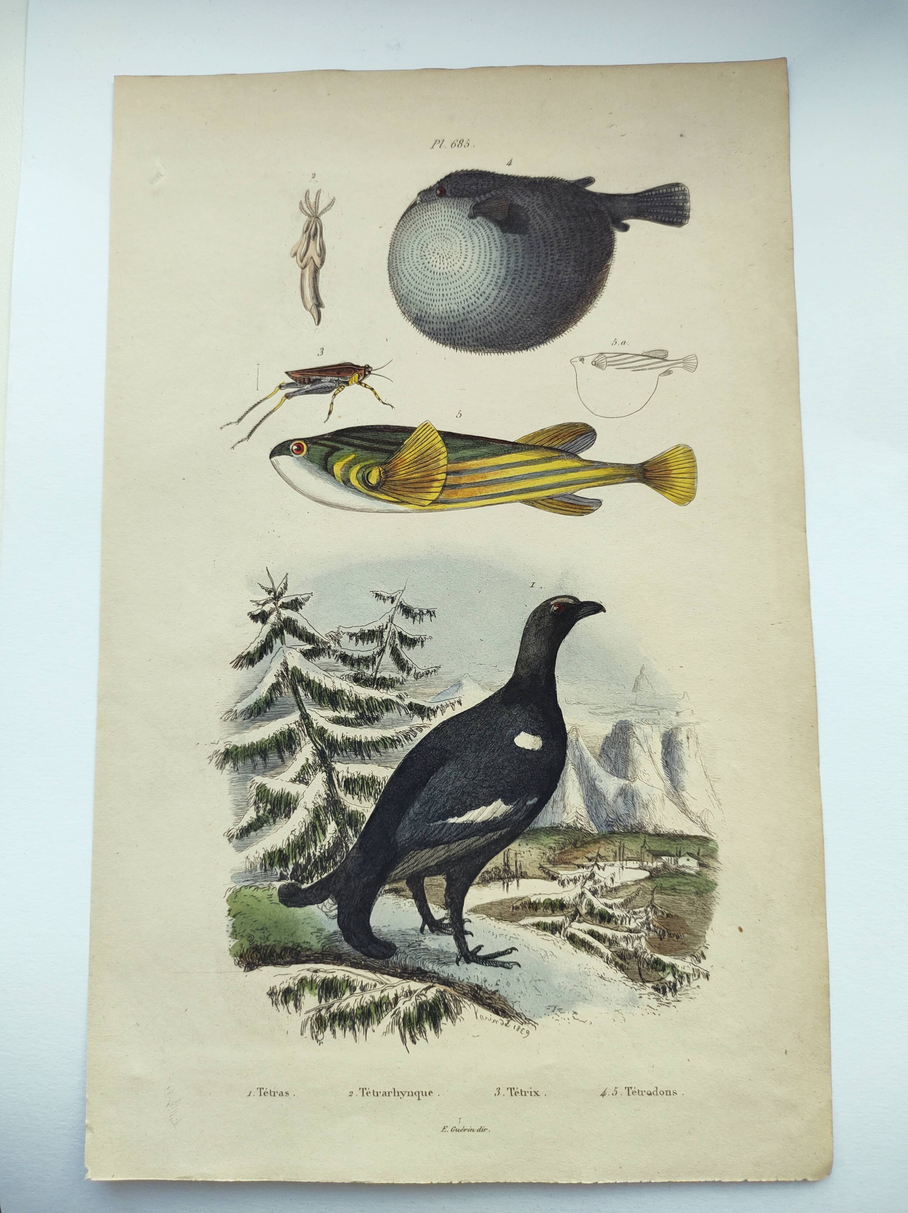 Gravure ancienne de 1838 -Tetras et poissons- Planche coloriée à la main zoologique. Original.