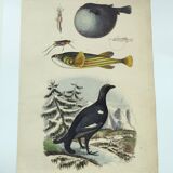 Gravure ancienne de 1838 -Tetras et poissons- Planche coloriée à la main zoologique. Original.