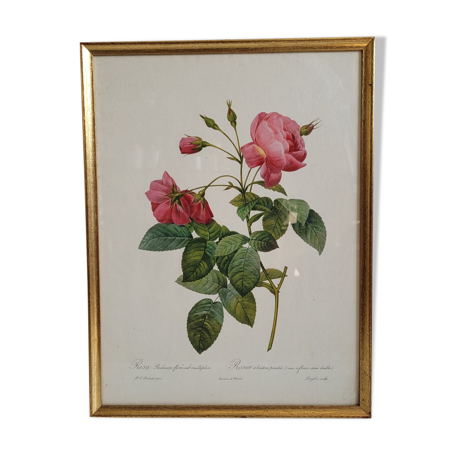 Litho rose leaning buds 30