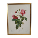 Litho rose leaning buds 30