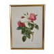 Litho rose leaning buds 30