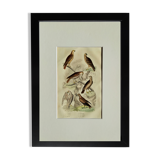 Planche ornithologique originale " Busard - Soubuse - &c... " Buffon 1836