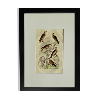 Planche ornithologique originale " Busard - Soubuse - &c... " Buffon 1836