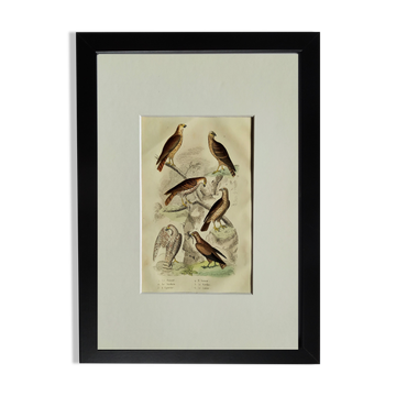 Planche ornithologique originale " Busard - Soubuse - &c... " Buffon 1836