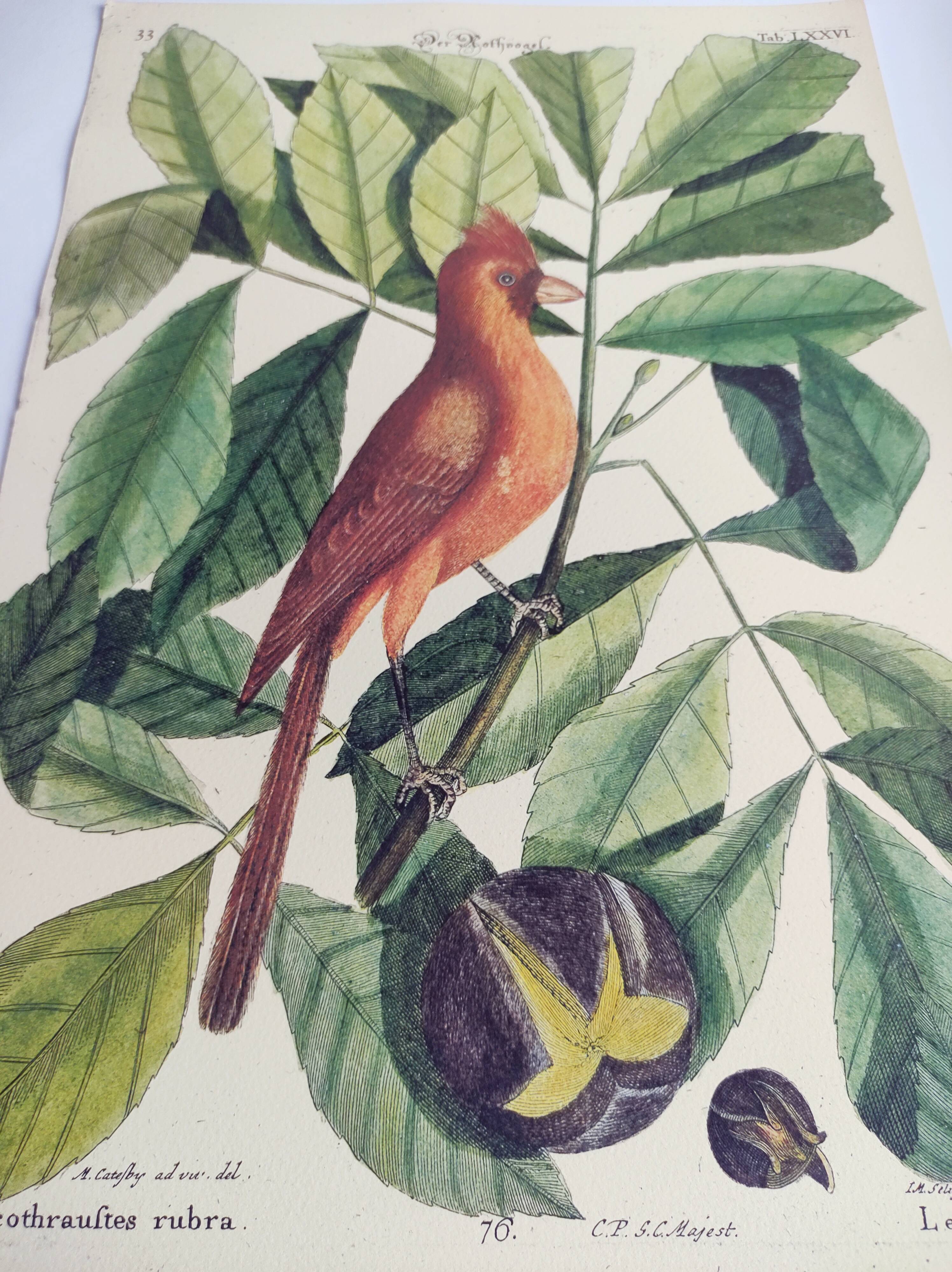 Old bird engraving -The Cardinal- Animal and zoology board by Seligmann & Catesby
