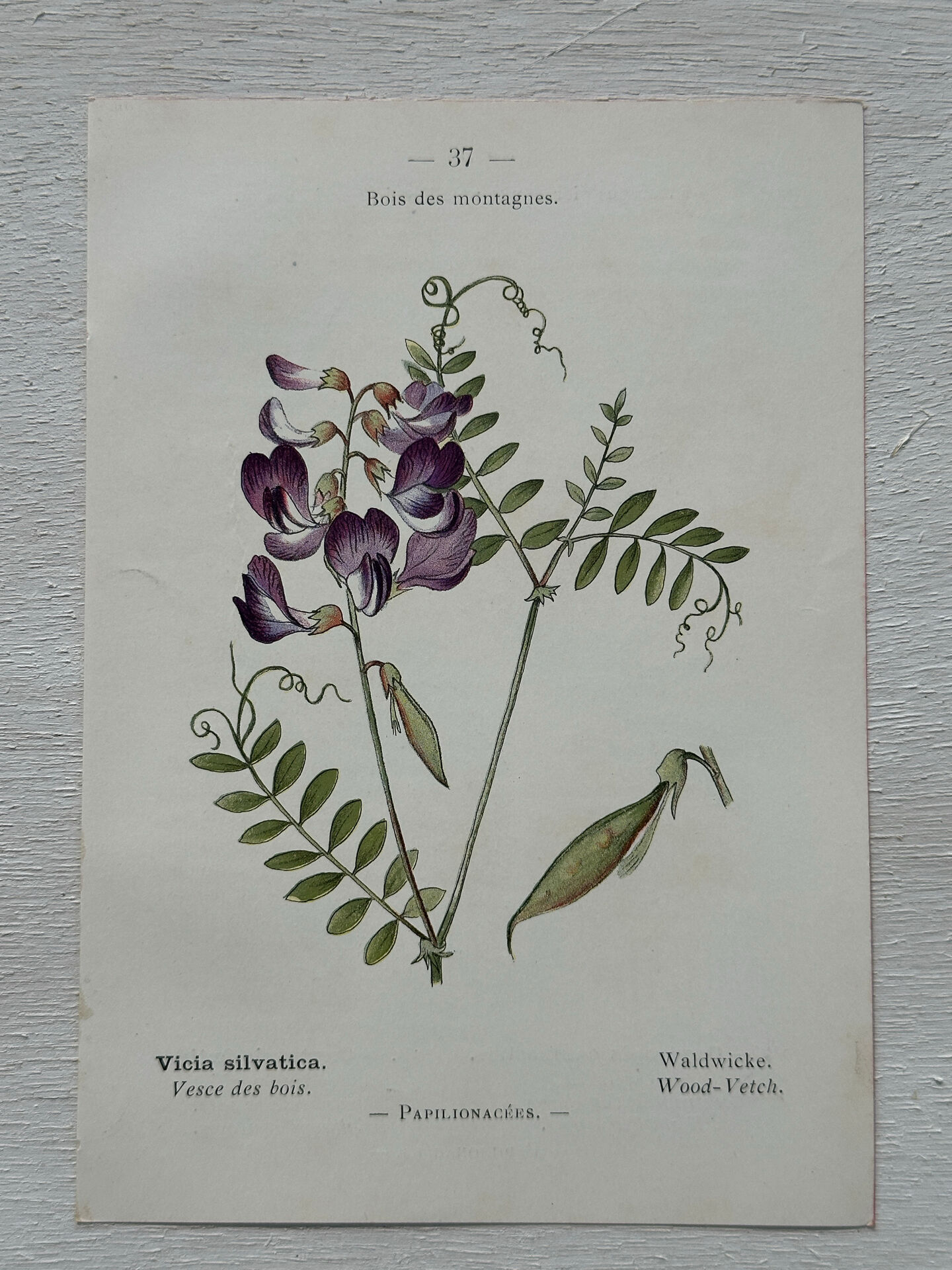 Botanical Plate 1800 Old Naturalist Engraving 19th Century Double-Sided