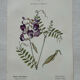 Botanical Plate 1800 Old Naturalist Engraving 19th Century Double-Sided