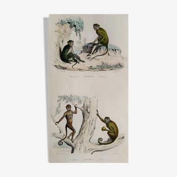 Planche zoologique originale " Singes " Buffon 1840