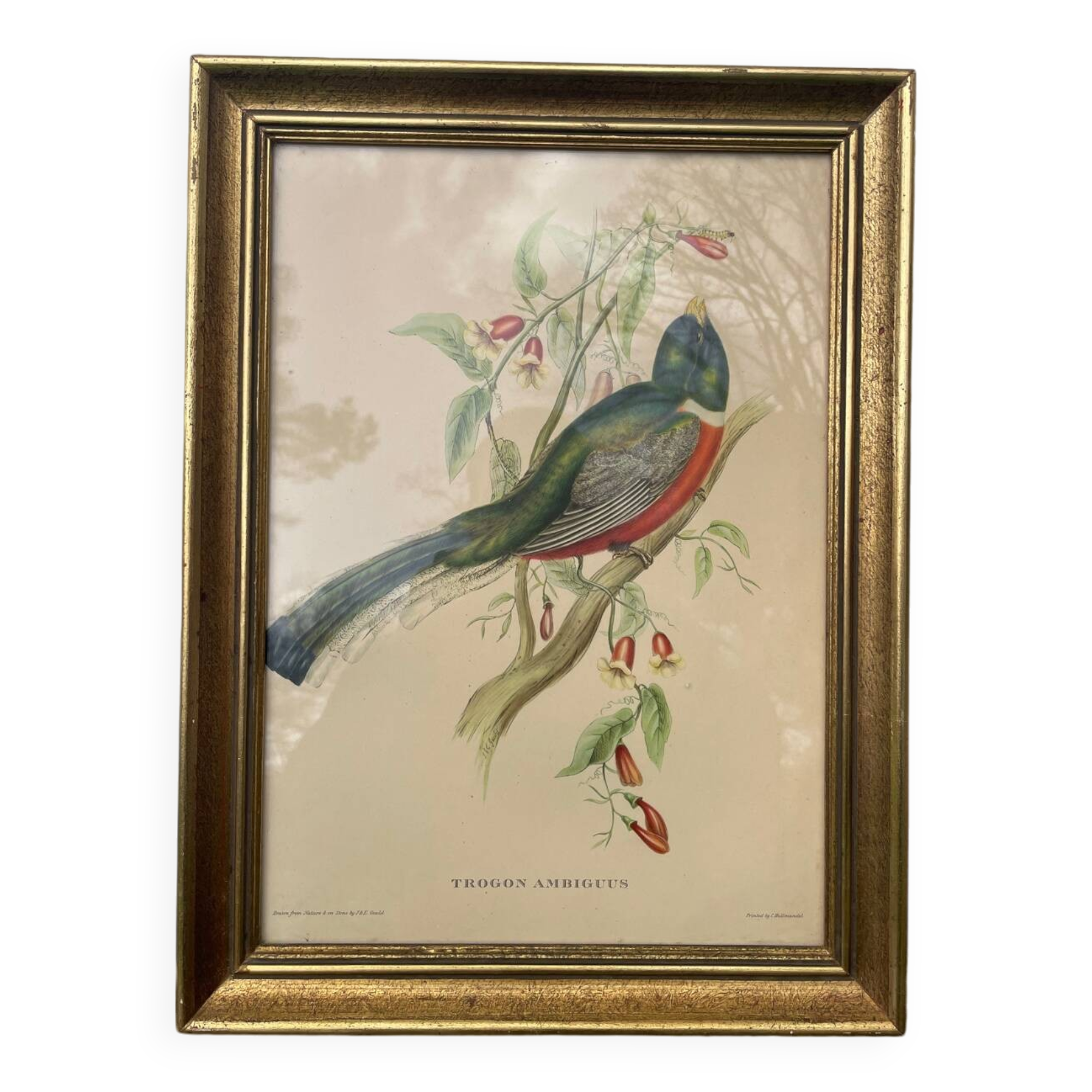 Golden wooden bird frame ornithological board