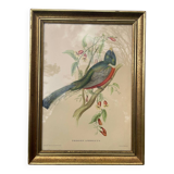 Golden wooden bird frame ornithological board