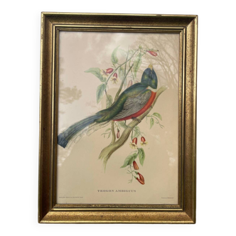 Golden wooden bird frame ornithological board