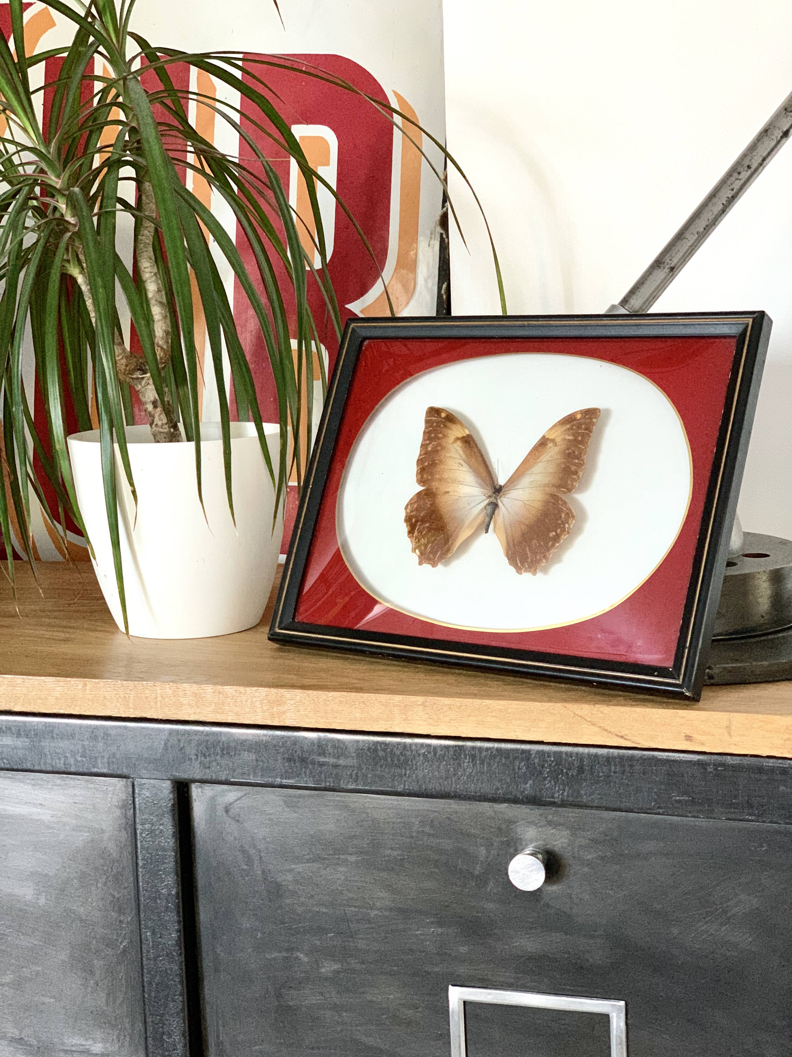 Naturalized Butterfly frame