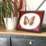 Naturalized Butterfly frame