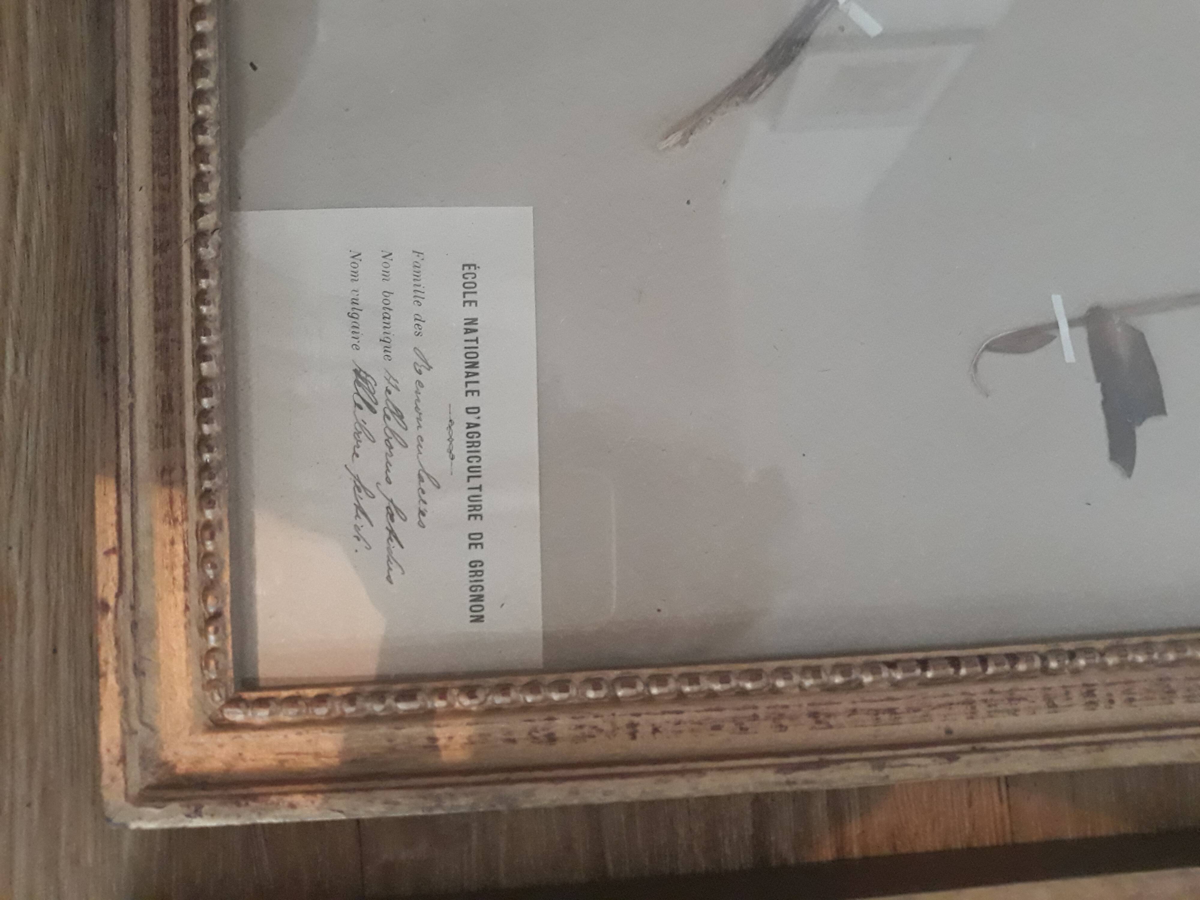 Series of 4 herbariums at the beginning of the century