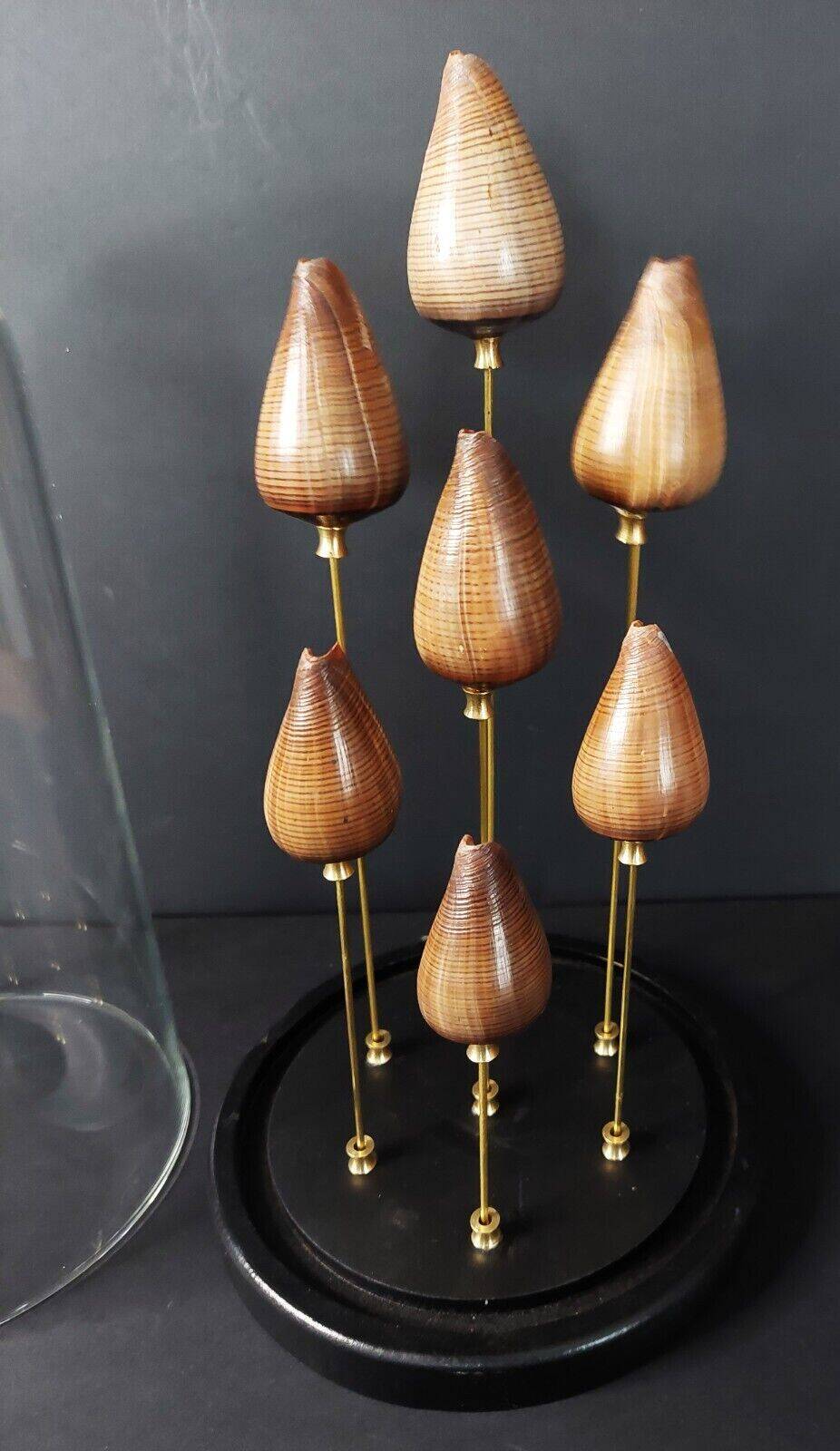 Cabinet de Curiosités globe aux coquillages conus figulinus