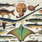 Gravure ancienne 1898, Poissons 2, animaux marins • Lithographie originale et vintage