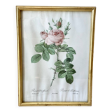 Lithographie botanique de Pierre Joseph Redouté