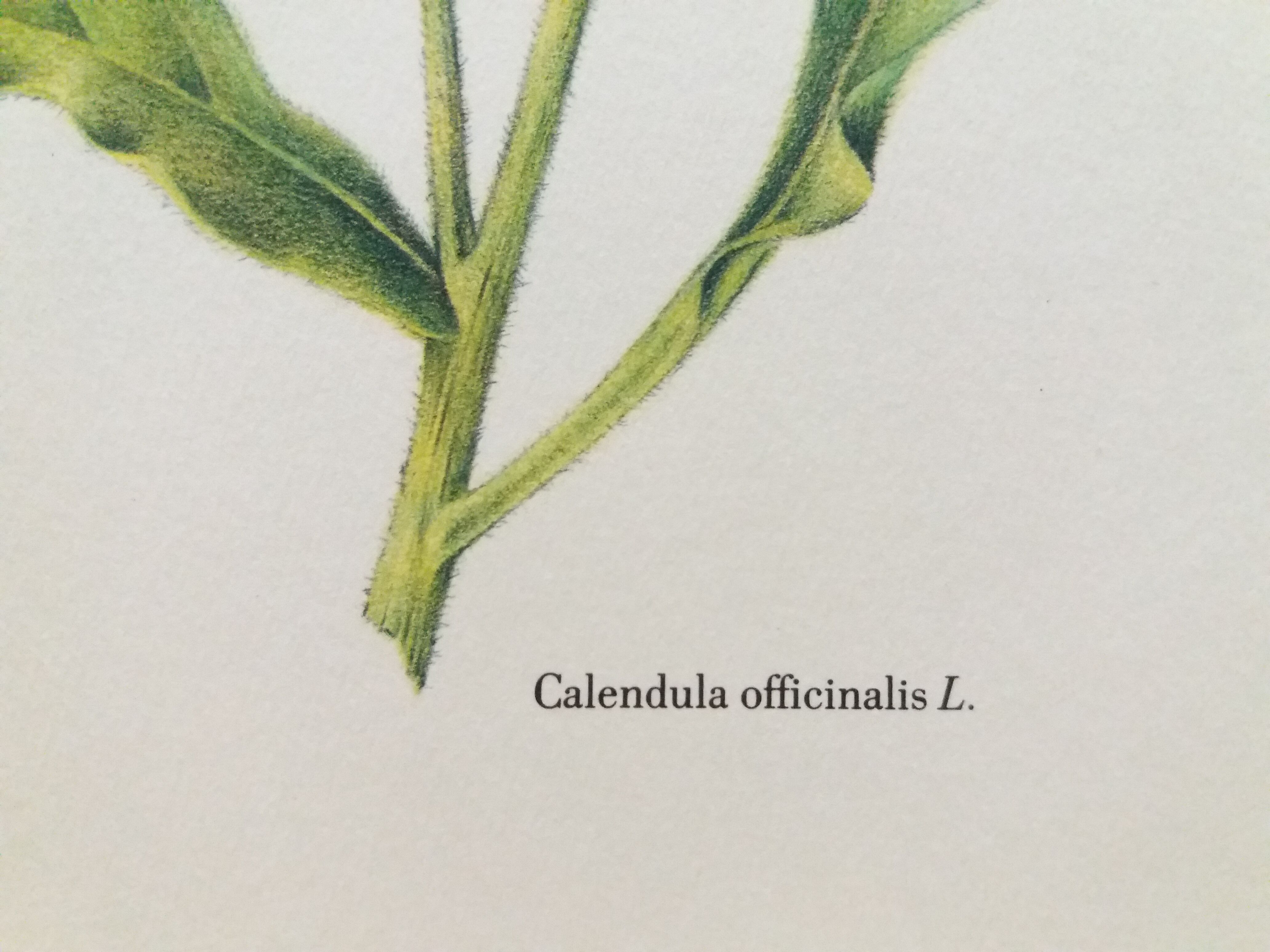 Botanical Plank Concern of the Gardens