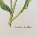 Botanical Plank Concern of the Gardens